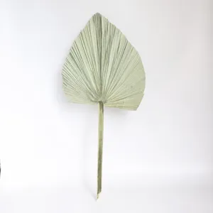 Natural dried palm leaf fan for wedding home decor, tropical boho plant wall art prop