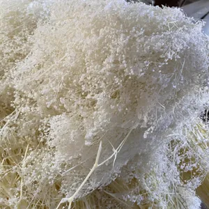 Bulk preserved baby's breath dried flowers for DIY floral arrangement and bouquet decoration