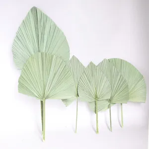 Natural dried palm leaf detail shot, fan shape plant decor for home and wedding arrangements.