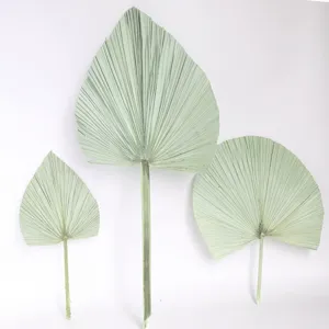 Natural dried palm leaves fan palm leaves for wedding home decor boho floral arrangement