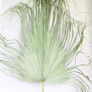 Natural dried palm leaf fan for home decor and wedding floral arrangement green 1pc.