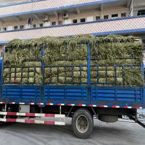 Bulk wholesale dried palm leaves fan leaves raw material for wedding and home decoration.