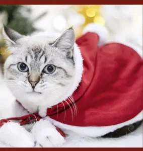 Cute Christmas pet cat cloak cape red velvet with white plush trim holiday costume for kitten