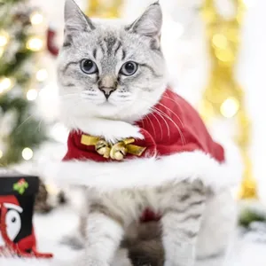 Cute Christmas cat cape with white fur trim and golden bells, festive pet costume apparel.
