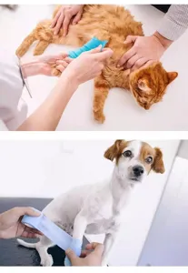 Détail de bandage adhésif pour animaux application sur pattes de chat et chien pour soins.