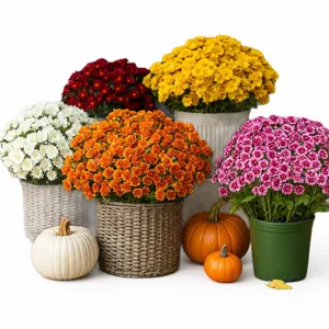 Künstliche Outdoor Chrysanthemen Topfset mit Kürbissen für Herbst Dekoration Hauptbild