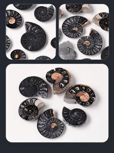 Natürlicher Ammoniten Fossil Scheibe Detail, wunderschöne Kristall Textur für Schmuck DIY