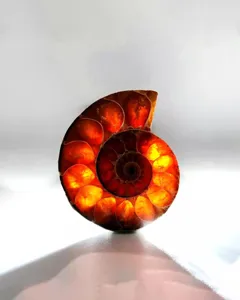 Ammonit Fossil Scheibe Detailansicht mit natuerlich leuchtenden Bernsteinkammern fur Schmuck.