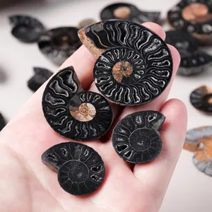 Natürliche Ammonit Fossil Scheiben Karbonisierte Schnecke Mineralprobe Polierte Muschelsteine Für Schmuckherstellung Halskette Ohrring Ornamente Haus Deko