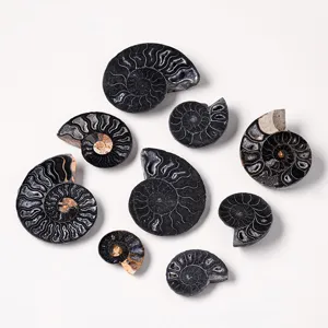 Natürliche Ammoniten Fossil Scheibe Rohmineral Stein DIY Halskette Anhänger Dekor