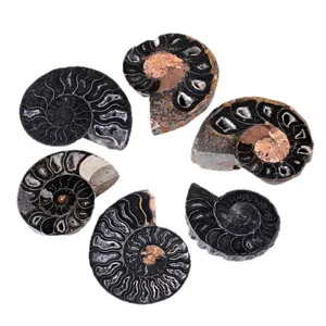 Natürlicher Ammoniten Fossil Scheibe Mineral Probe Spirale poliert Rohstein für DIY Schmuck