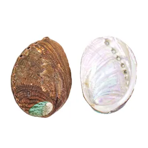 Detailansicht einer natürlichen Abalone-Muschel-Schale mit perlmuttrigem Inneren