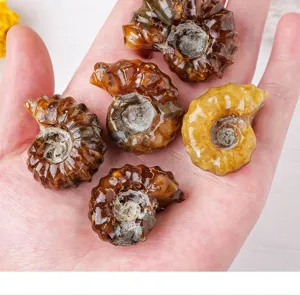 Spécimen fossile d'ammonite naturelle pierre minérale précieuse cristal chakra décoration main