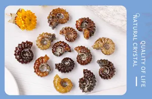 Spécimen de fossile d'ammonite en cristal naturel, pierre minérale polie pour collection