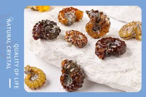 Gros plan detaille de mineraux fossiles d'ammonites naturelles aux textures raffinees.
