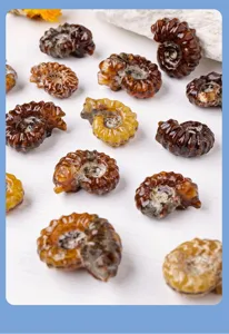 Gros plan fossile d'ammonite, vue de detail mineral cristal naturel, conque spirale ambree.