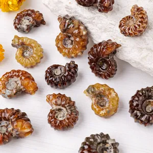 Spécimen minéral fossile d'ammonite naturelle pierre polie de cristal pour collection décoration.