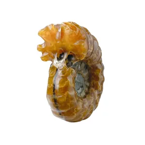 Spécimen fossile d'ammonite ambrée naturelle, pierre précieuse en cristal pour collection.