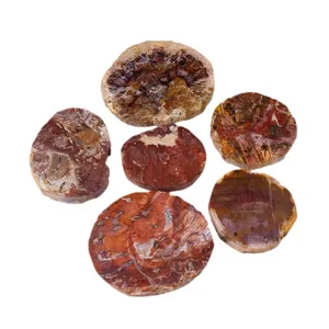 Natural Madagascar Petrified Wood Slices Mineral Specimen Coaster and Table Decor Set