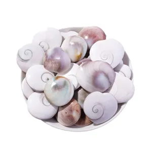 Natural sun shell marine fossil specimens round conch shell bowl decor hanging pendants