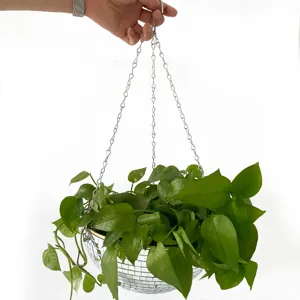 Primer plano de maceta colgante de bola disco con planta verde brillante y gran reflejo.