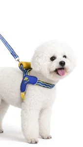 Close-up detail of the adjustable blue and yellow pet harness on a small white dog.