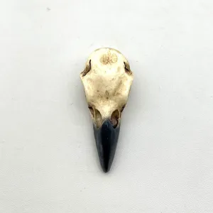 Gothic raven skull pendant resin bird skull necklace jewelry accessory for alternative style