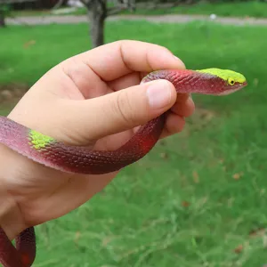 Serpente di gomma realistico giocattolo per scherzi, tenuto in mano all'aperto