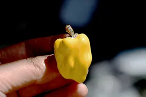 Creative yellow pepper enamel rhinestone brooch pendant charming fashion accessory for women