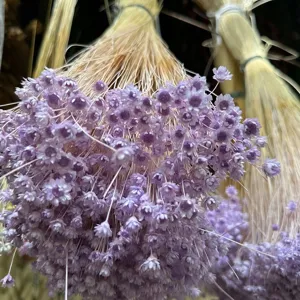 Close-up detail of purple dried Brazilian star flowers for DIY floral arrangements.