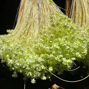Close-up detail of dried light green Brazilian Star Flowers for floral arrangements