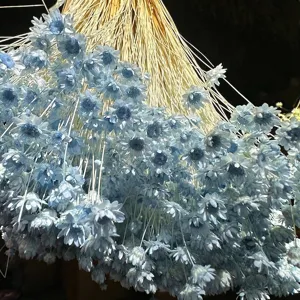 Detailed view of mini dried light blue Brazilian star flowers for DIY floral arrangements