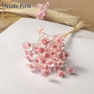 Macro view of delicate pink dried Brazilian star flowers for DIY floral decor
