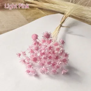 Delicate miniature light pink Brazilian star flowers for DIY floral art projects