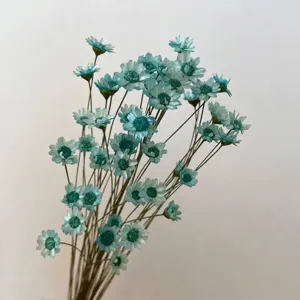 Detailed view of dried Brazilian star flowers in teal for DIY fragrance and crafts