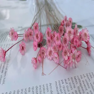 Macro view of delicate pink Brazilian star flowers for DIY dried floral decoration