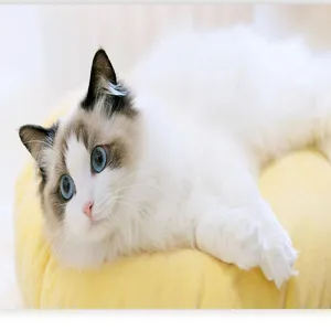 Joli chat duveteux reposant sur un coussin jaune, bel détail d'accessoire pour animal.