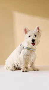Detailed view of Y-shaped reflective pet dog harness, breathable mesh design for safe travel.