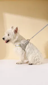 Breathable mesh dog harness and leash set with soft sponge lining for comfortable daily walking pets.