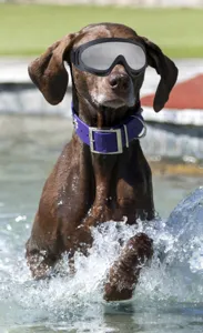 Occhiali per cani antivento occhiali da sole cani di taglia grande protezione sci