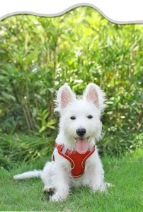 Detail view of a breathable red mesh dog harness worn by a cute puppy on green grass.