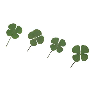 Natural pressed four-leaf clover dried flowers detail shot for handmade DIY crafts.