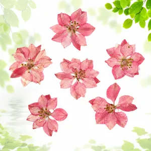 Pressed delphinium dried flowers for DIY craft, resin phone case jewelry making materials.