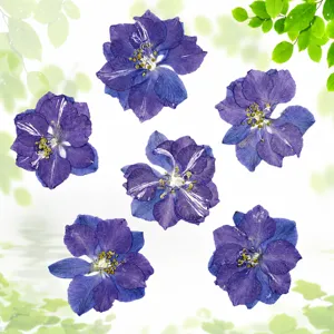 Detailed view of natural pressed purple delphinium dried flowers, perfect for DIY craft projects.