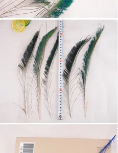 Natural peacock sword feathers 25-35cm for floral arrangement craft DIY party decor.