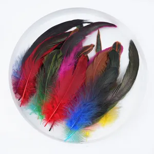 Plumas de gallo de colores 12-20cm en bandeja blanca para manualidades y decoración.