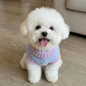 Cute autumn winter pet sweater for small dogs cats warm knit color block apparel puppy clothes