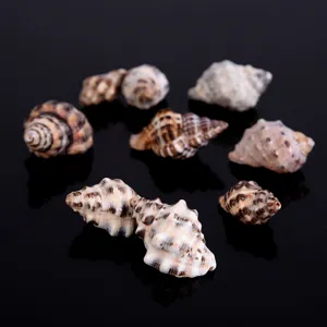 Natural sea shells black sesame snails conch for DIY crafts fish tank decoration micro landscape