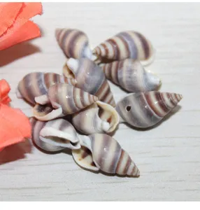 Perles de coquillage rayées violet marron naturel avec trous latéraux pour les loisirs.