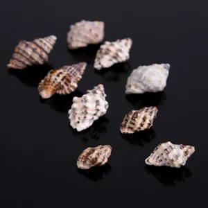Natural black sesame sea snail shell close up, ideal for micro landscape and fish tank decor.